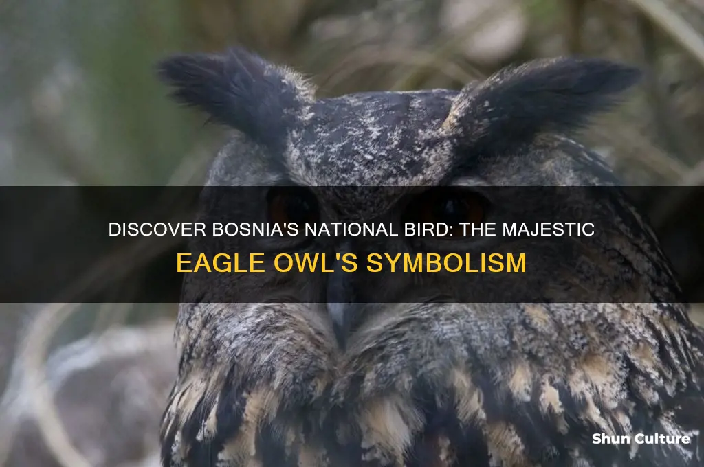 what is the national bird bosnia