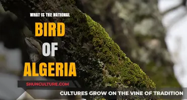 Discover Algeria's National Bird: The Majestic Symbol of the Nation