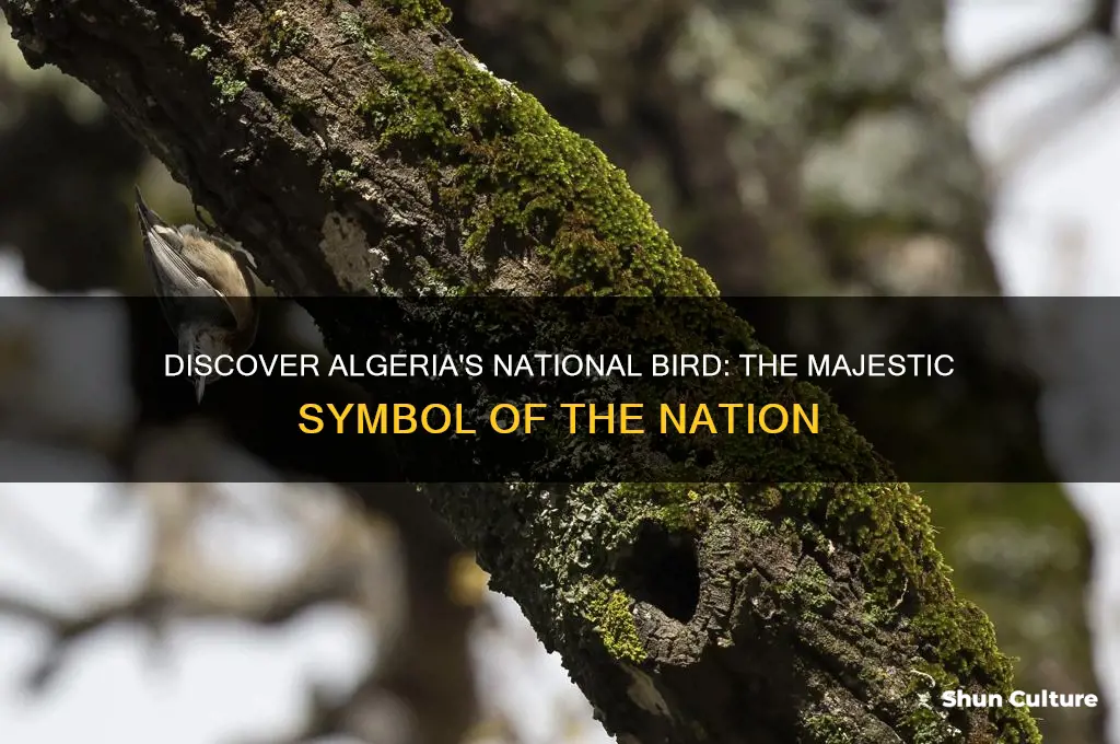 what is the national bird of algeria