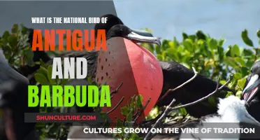 The National Bird of Antigua and Barbuda: Bird of Paradise