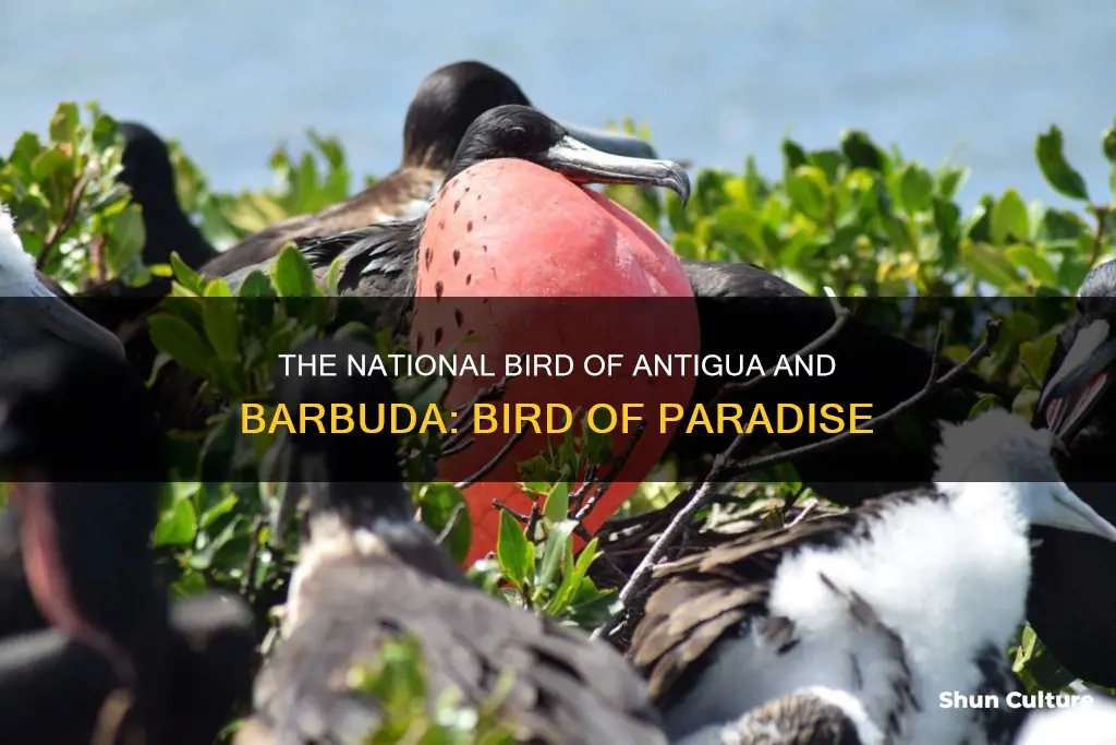 what is the national bird of antigua and barbuda