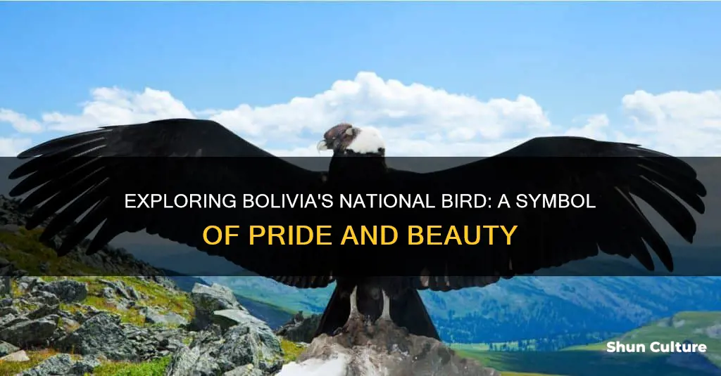 what is the national bird of bolivia