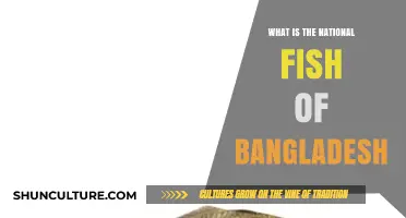Discover Bangladesh's National Fish: The Majestic Magur's Cultural Significance