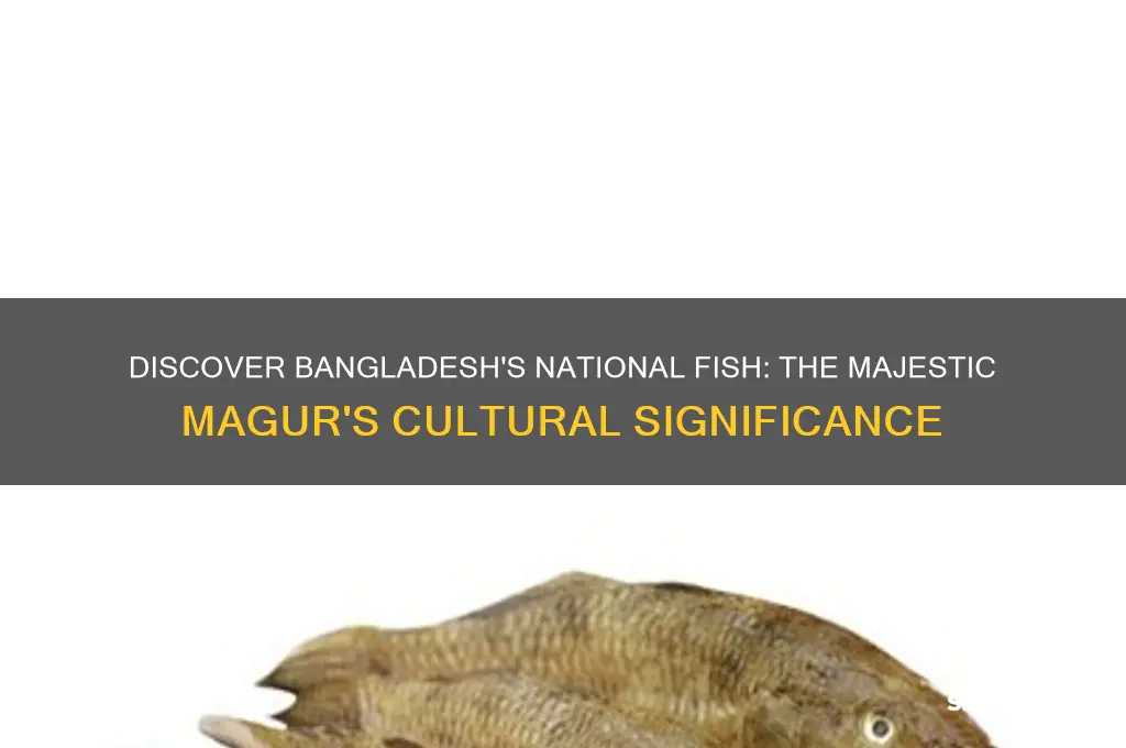 what is the national fish of bangladesh