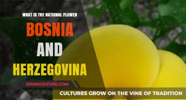 Discover Bosnia and Herzegovina's National Flower: The Golden Lily