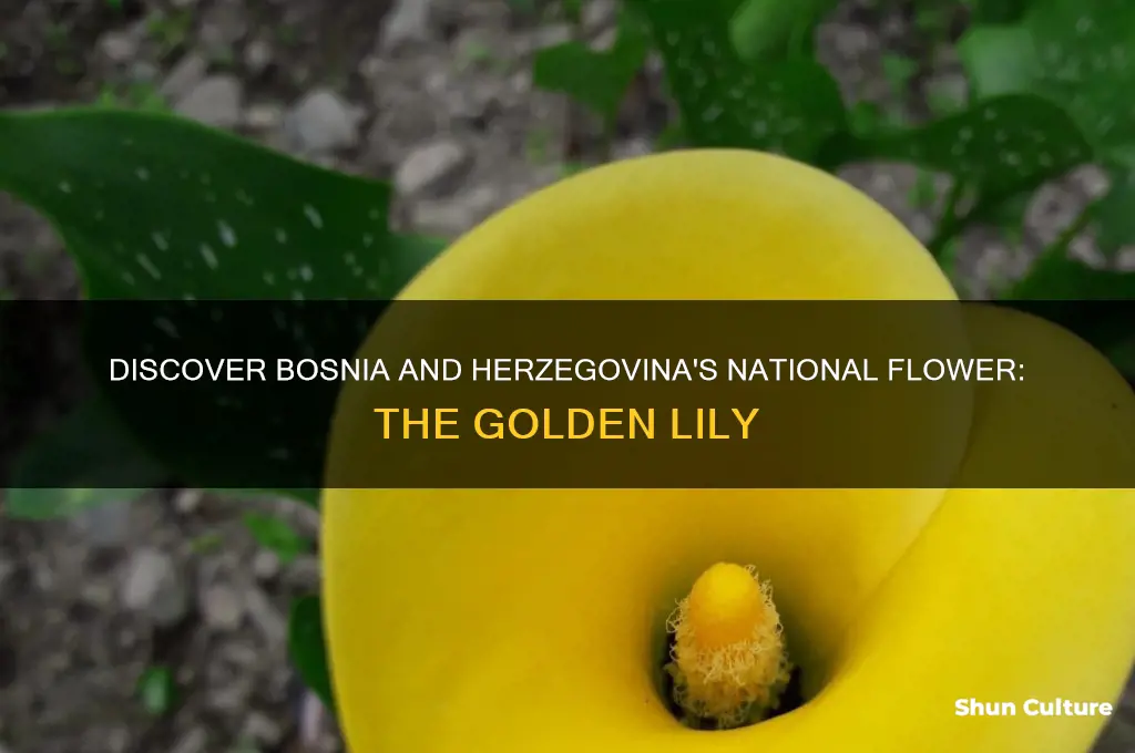 what is the national flower bosnia and herzegovina