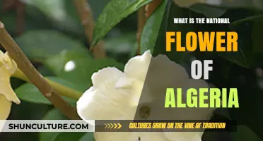 Algeria's National Flower: Discovering the Symbol of the Jasmine