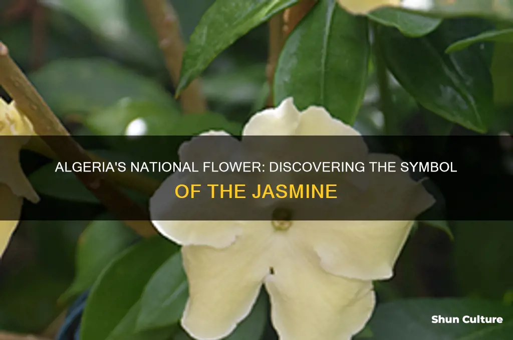 what is the national flower of algeria