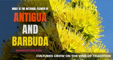 The National Flower of Antigua and Barbuda: A Symbol of Beauty