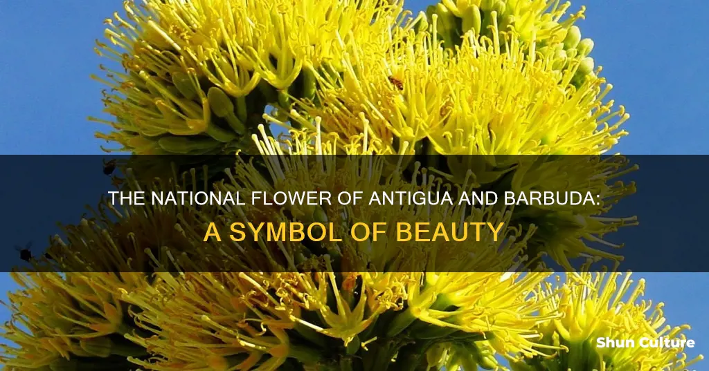 what is the national flower of antigua and barbuda