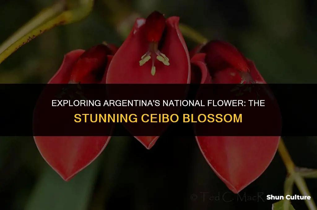 what is the national flower of argentina