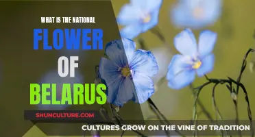 The National Flower of Belarus: A Symbolic Floral Beauty