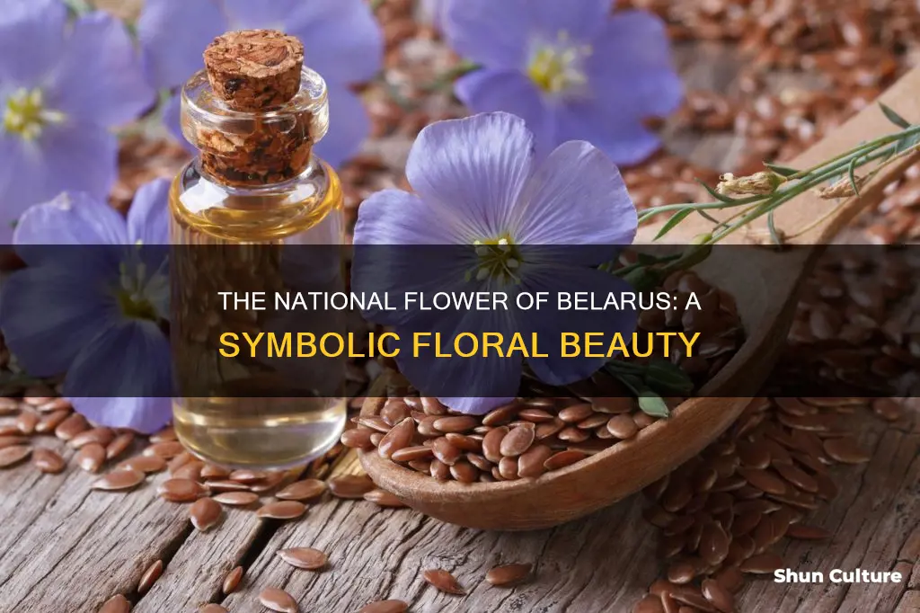 what is the national flower of belarus