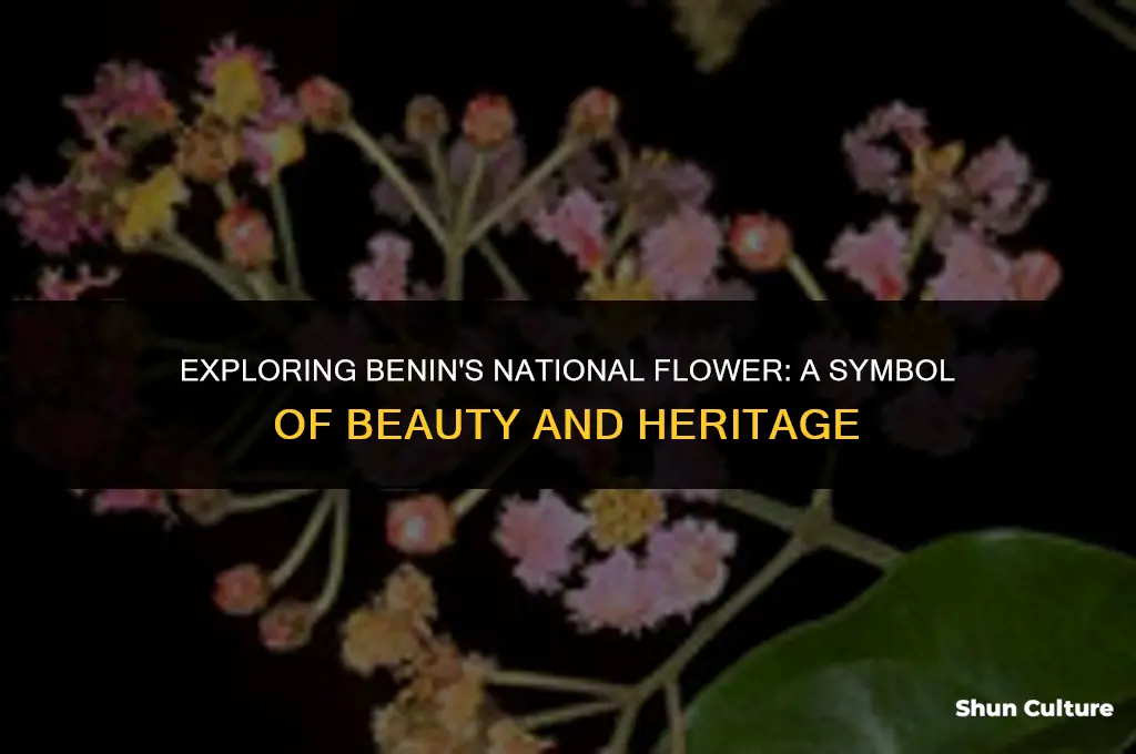 what is the national flower of benin