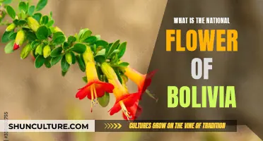 The Identity of Bolivia's National Flower