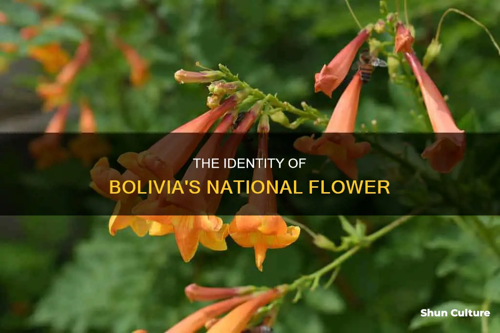 what is the national flower of bolivia