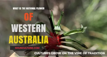 Western Australia's Emblem: The Unique Floral Symbol