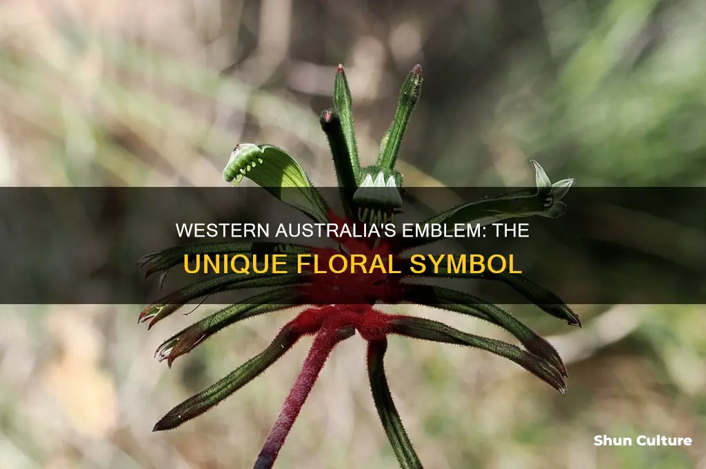 what is the national flower of western australia