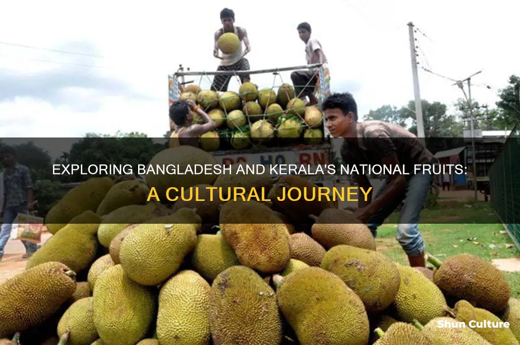what is the national fruit of bangladesh and kerala