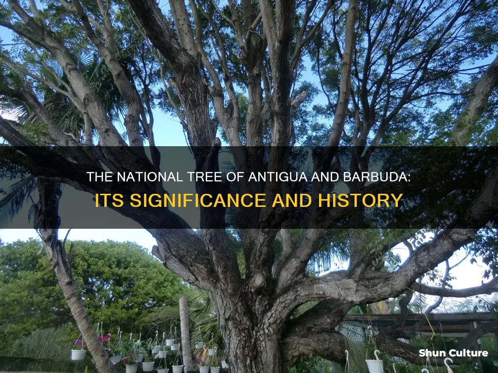 what is the national tree of antigua and barbuda