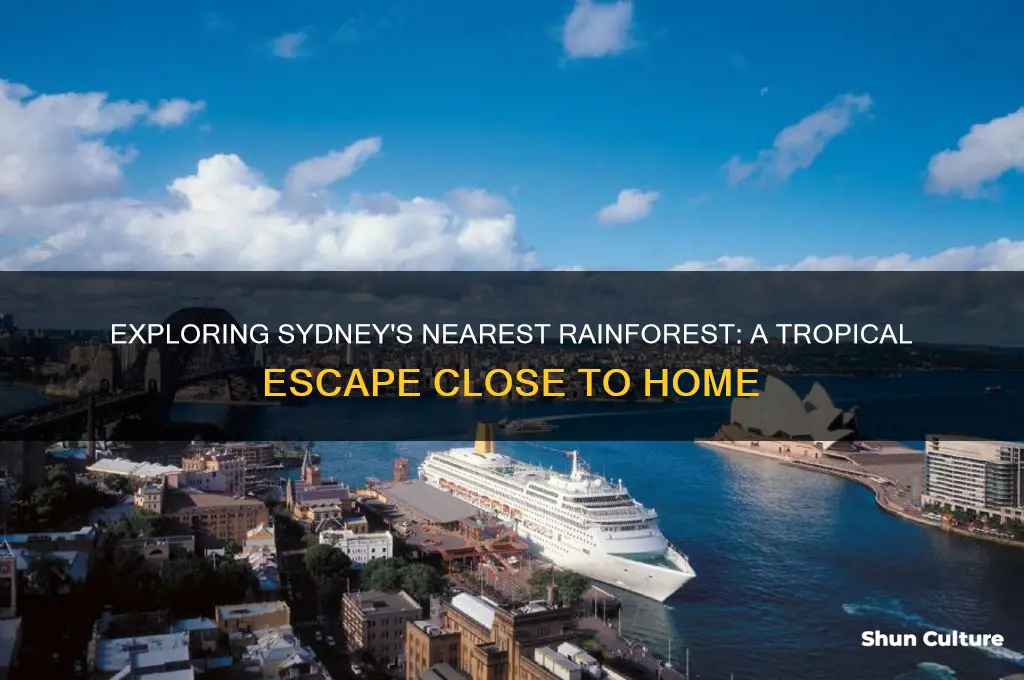 what is the near rainforest to sydney australia