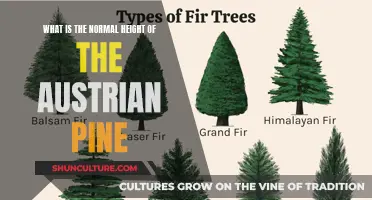 Unveiling the Austrian Pine's True Height: A Comprehensive Guide