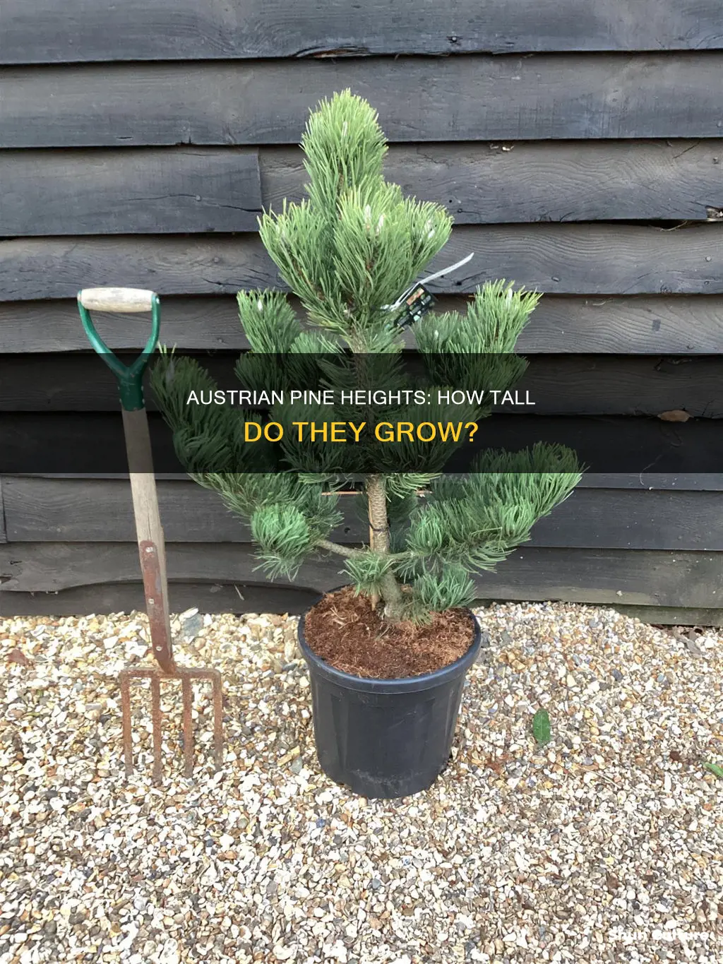 what is the normal height of the austrian pine