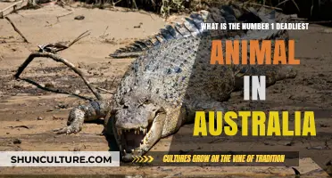 Deadly Aussie: Most Lethal Animal Down Under