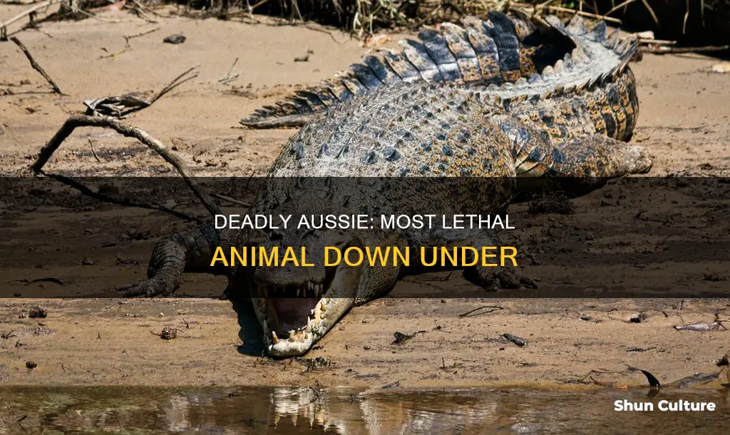 what is the number 1 deadliest animal in australia