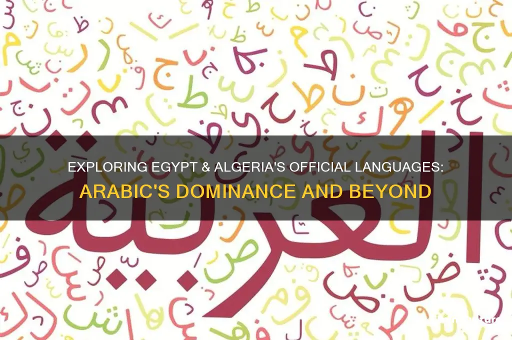 what is the official language of egypt algeria &amp