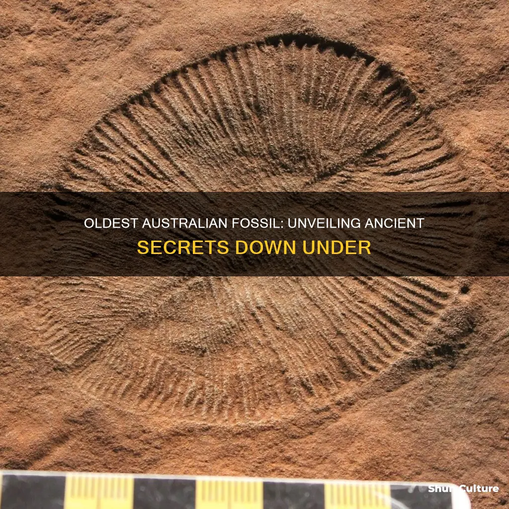 what is the oldest fossil found in australia