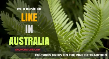 Exploring Australia's Unique and Diverse Plant Life: A Comprehensive Guide