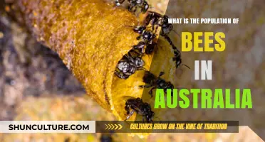 Bees in Australia: Population Insights