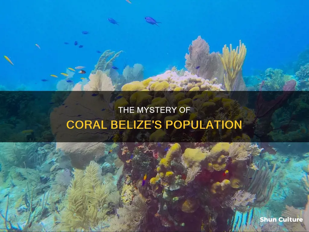 what is the population of coroal belize