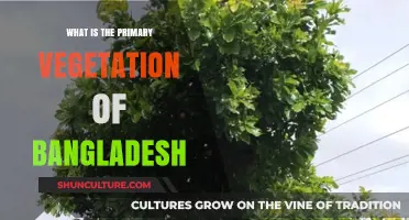Exploring Bangladesh's Lush Primary Vegetation: Types, Distribution, and Significance