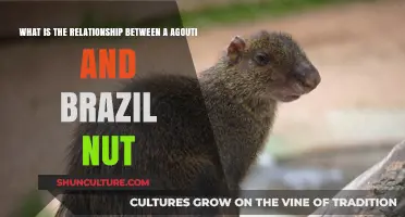 Agouti and Brazil Nut: A Vital Mutualism in the Amazon Rainforest