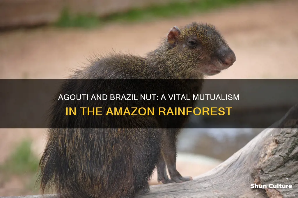 what is the relationship between a agouti and brazil nut