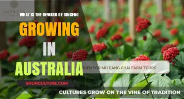 Ginseng Cultivation Rewards in Australia