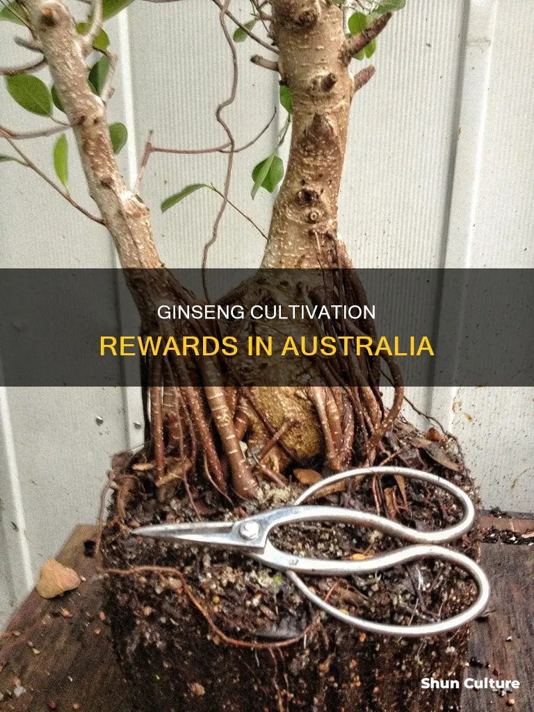 what is the reward of ginseng growing in australia
