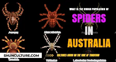 Spiders in Australia: Population Estimate and Facts