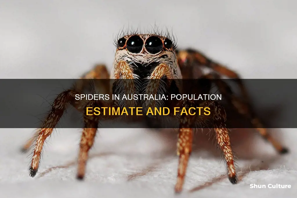 what is the rough population of spiders in australia