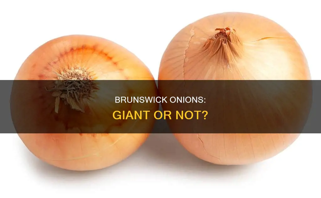 what is the size of a brunswick onion