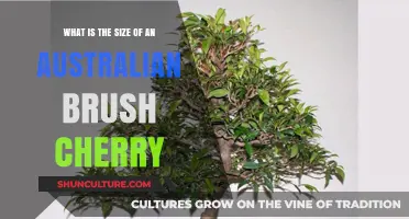 Brush Cherry: How Big Do They Grow?