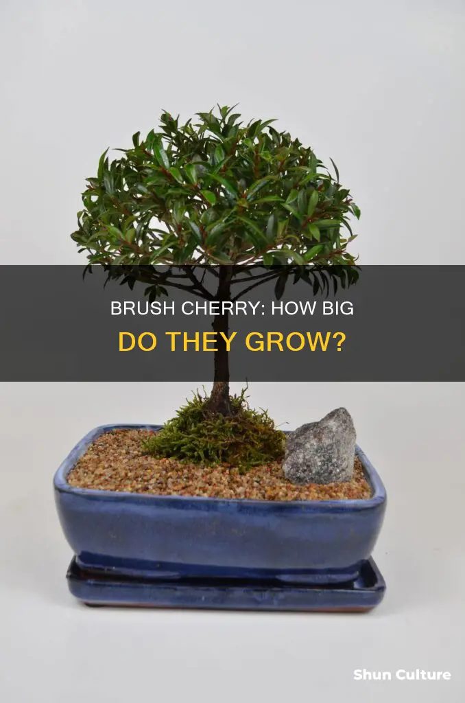 what is the size of an australian brush cherry