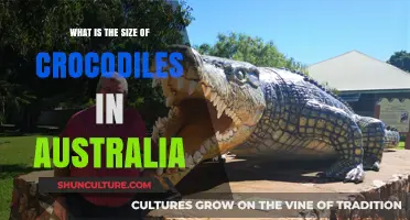 Crocodiles in Australia: How Big Do They Get?