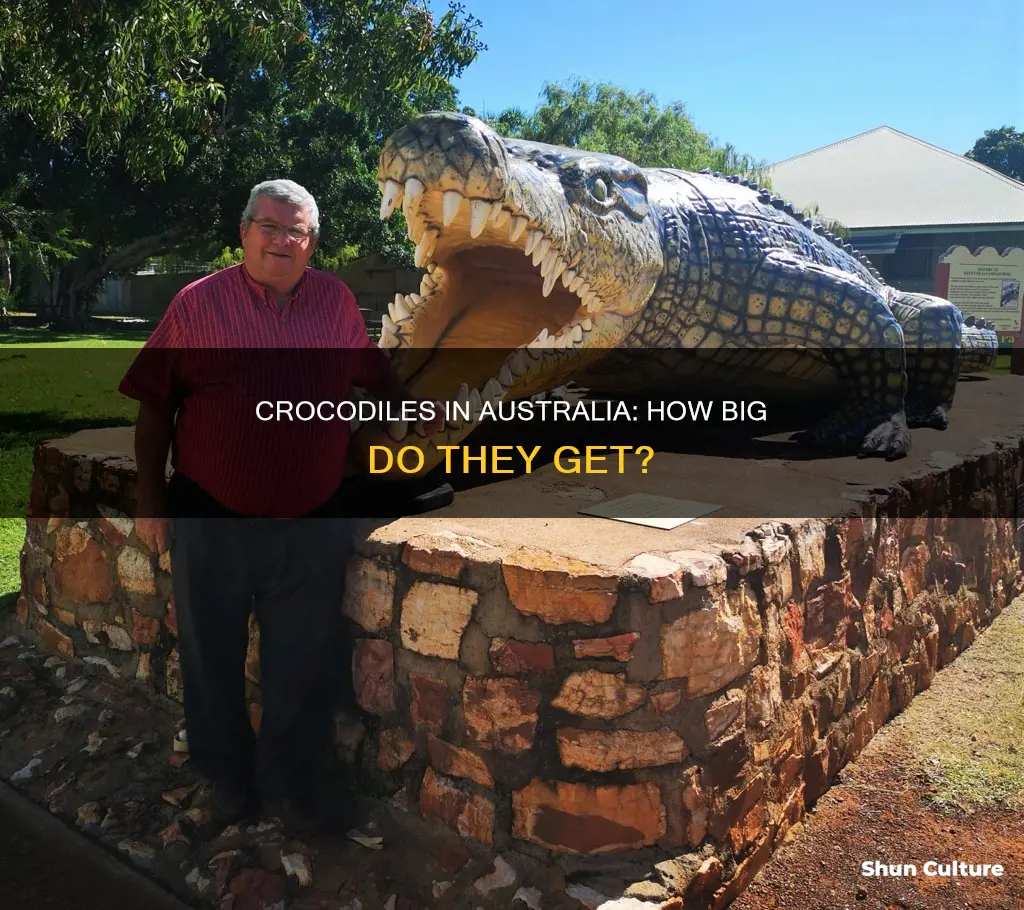 what is the size of crocodiles in australia