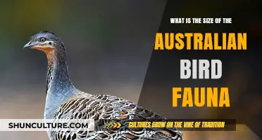 Australian Birds: A Diverse and Colorful Fauna
