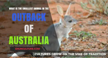 The Outback's Tiniest: Australia's Smallest Animal Survivors