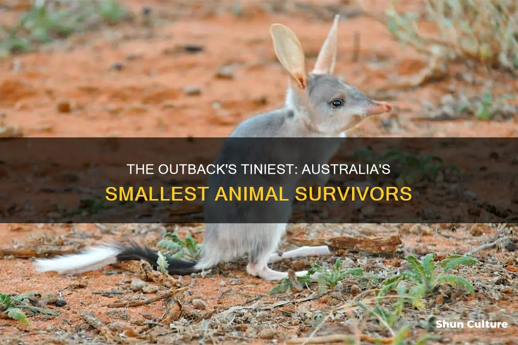 what is the smallest animal in the outback of australia