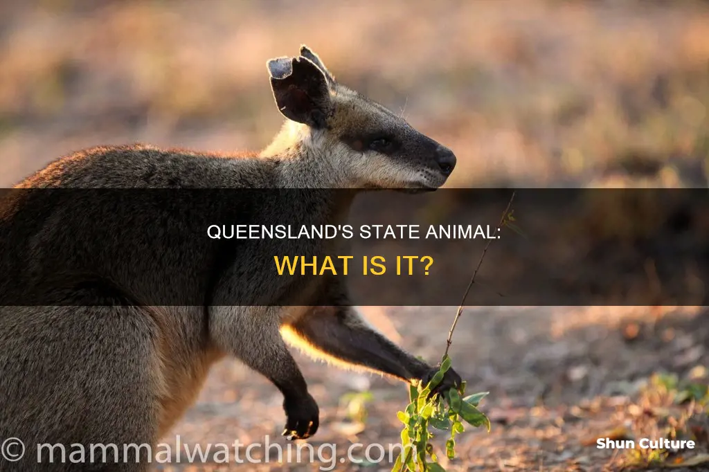 what is the state animal of queensland australia